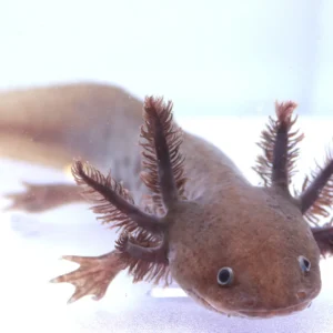 RLG Spotted Copper Melanoid Male Axolotl, 8″