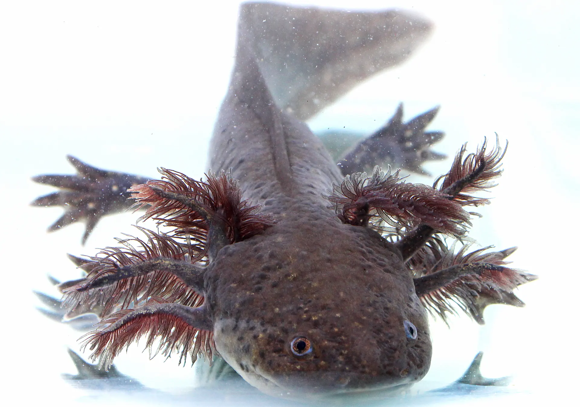RLG Red Gill Wild Axolotl Male, 7″