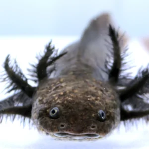 RLG Starburst Wild Axolotl Male, 7″