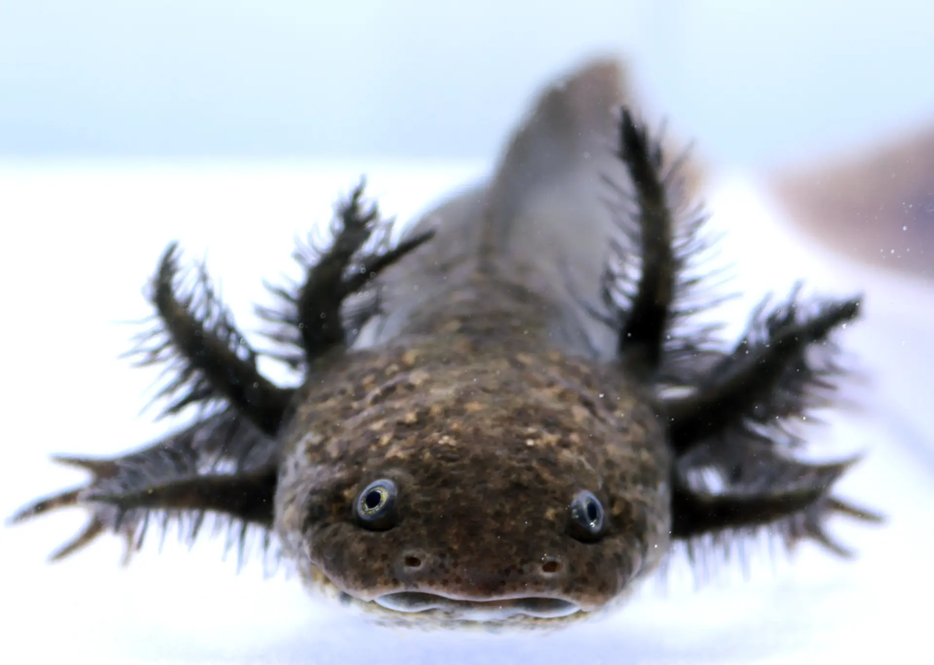 RLG Starburst Wild Axolotl Male, 7″