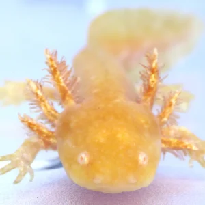 Super High Iridophore Deep Golden Albino Axolotl, 4″
