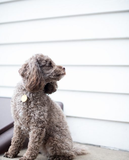 Chocolate brown Poodle
