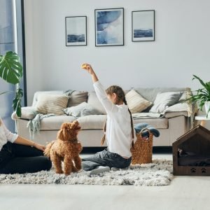 Cute little poodle puppy is indoors in the modern domestic room